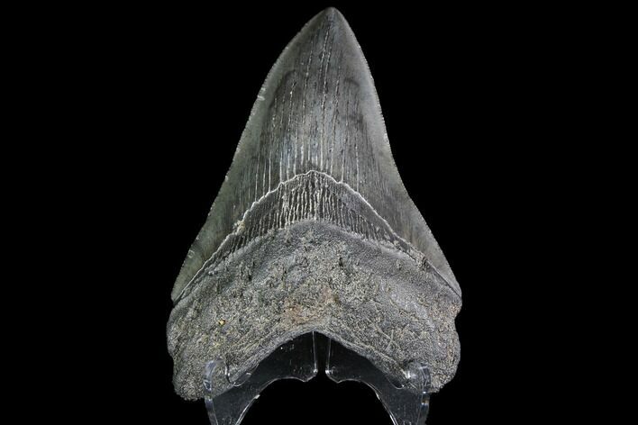 Fossil Megalodon Tooth #92688